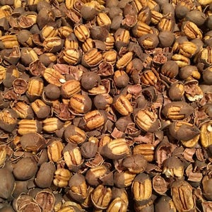 May include: A close-up shot of a pile of pecans, some shelled and some in their brown shells. The shelled pecans have a light brown color, while the shells are a darker brown. The image is a top-down view.