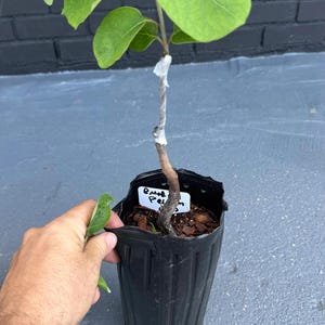 May include: A young grafted tree sapling with bright green leaves planted in a black plastic nursery pot. The trunk features white grafting tape and a small white plant identification tag with handwritten text reading Black Persimmon.