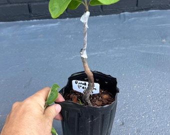 Bread Roll- Grafted 26-28” Tall in a 4x12” tree pot