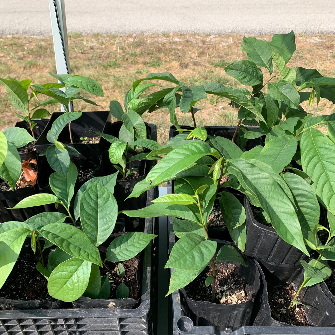 2+1 Paw Paw Trees (bareroot) From Great Quality Grafted Cultivar Seeds ...