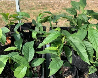 2+1 Paw Paw Trees (bareroot) from Great Quality Grafted Cultivar Seeds- Extensive roots & Only Organic Pesticides Used! Still time to plant!