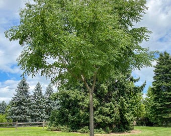 1 Kentucky Coffee Tree 4x12” Tree-pot