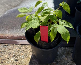 Buart Nut Tree- cross of Heart Nut (white walnut) and American Butternut, more disease resistant than pure butternut, 4x12” potted