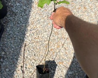 Pin Oak- One of the Prettiest Oak Trees, 2.5-3 ft tall, 4x12 tree pots
