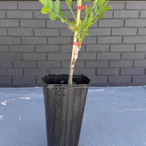 May include: A young tree with bright green leaves planted in a tall, black, square plastic nursery pot. The slender trunk is supported by a thin wooden stake secured with red tape, and the plant features a visible graft union near the base.