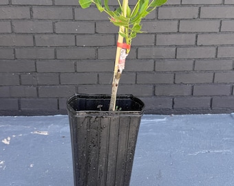 Pecan Trees-Grafted Commercial Quality Pecans Nuts in about 5 years vs 10+, 6x16 tree pots