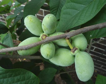 1 Paw Paw Tree, from Great Quality grafted seed- only Organic Pesticides Used, 4x12” deep-root pot