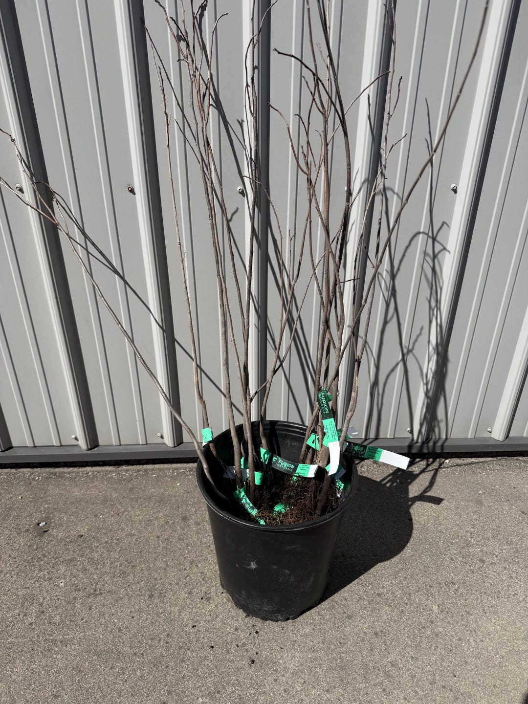 2- 3 Ft Paw Paw Trees (bareroot) 3 Year Old- Great Quality With ...