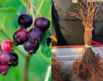 2+1 Free-Downy Service Berry Bush/Tree- Attracts Butterflies, Great Fruit (better than Blueberries) & Beautiful! 2-24”, 1-12” (bareroot)