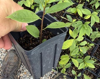 Paw Paw Tree, from great quality grafted orchard seed- 4x5 pots