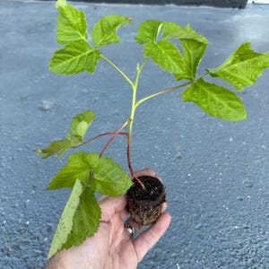 Patented Thornless BlackBerry or Raspberry Starter Plant (Plugs)- with Free 24&quot; Greenhouse Miracle Grow Tube