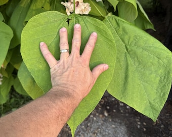 Choice of Bareroot Trees- for Food, Nuts, Butterflies, Birds & Bees
