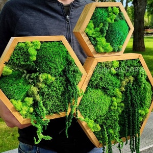 Wall moss art, Wooden honeycombs, Vertical garden, Preserved moss, Living moss wall art, Moss decoration, hexagon shelfs, original present