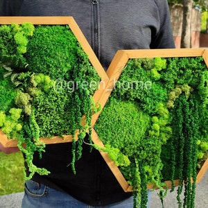 Wall moss art, Wooden honeycombs dark brown, Vertical garden, Preserved moss, Living moss wall art, Moss decoration, hexagon shelfs