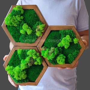 Wall moss, Wooden honeycombs, Vertical garden, Preserved moss, Living moss wall art, Moss decoration, hexagon shelfs