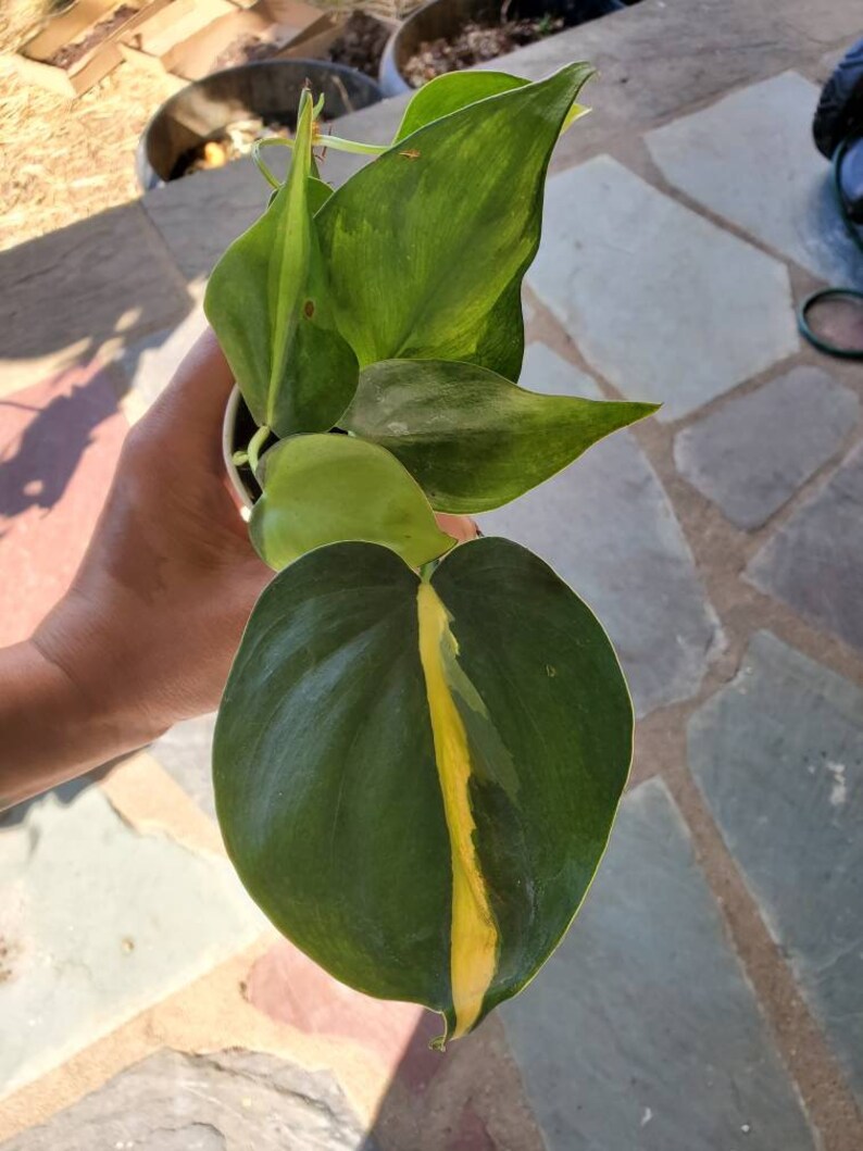 Philodendron Brasil image 1