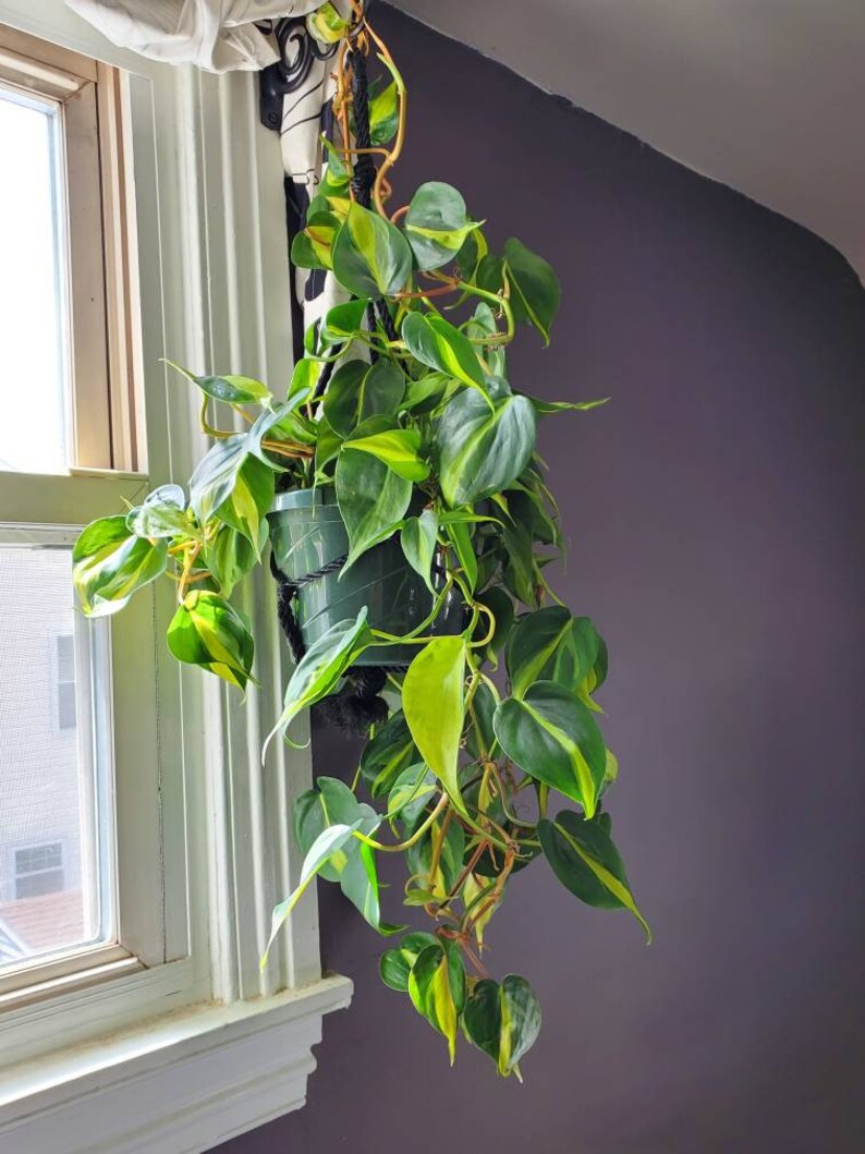 Philodendron Brasil image 0