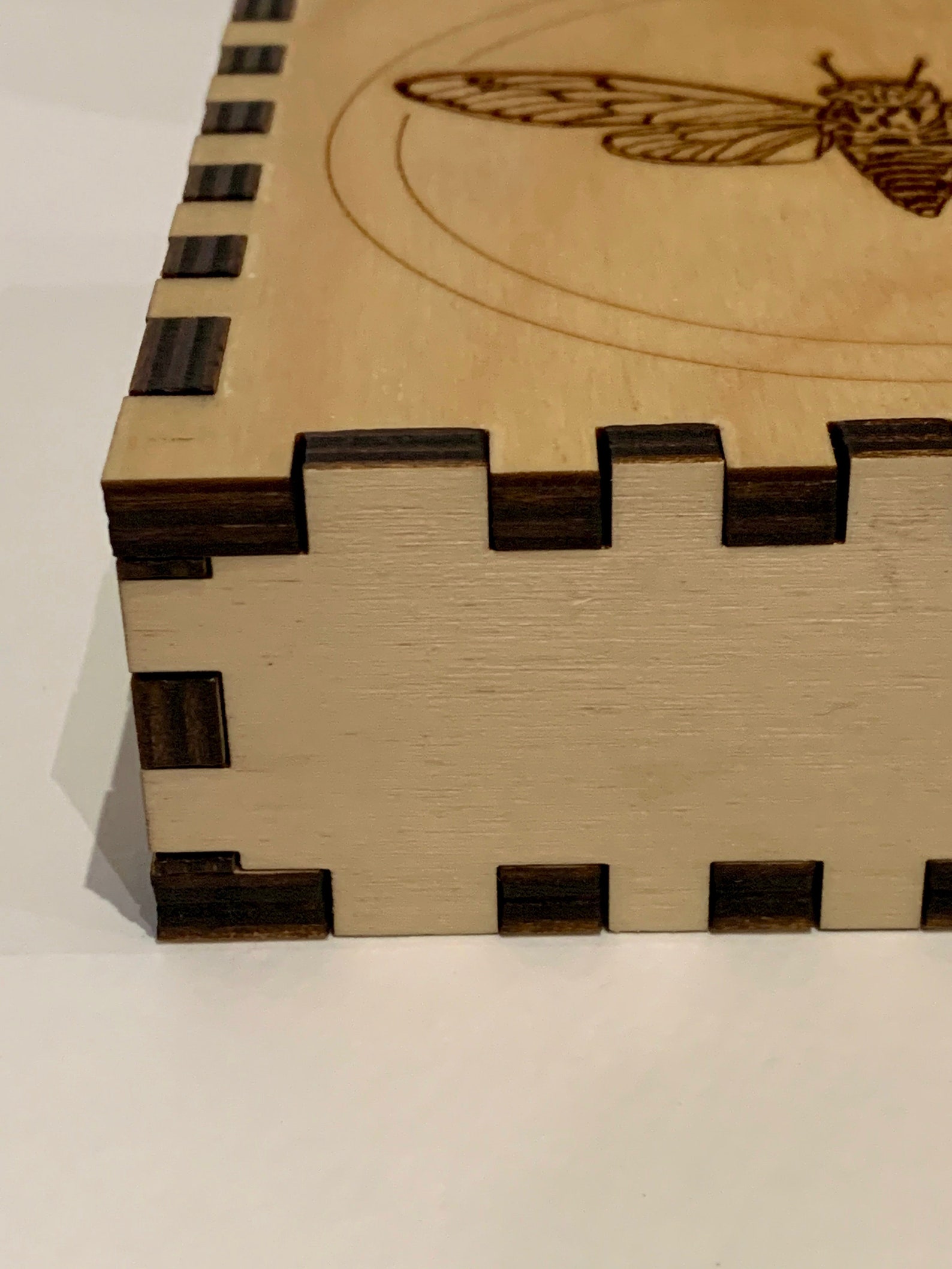 Cicada Box, Small Dovetail Box, Laser Cut Box Etsy