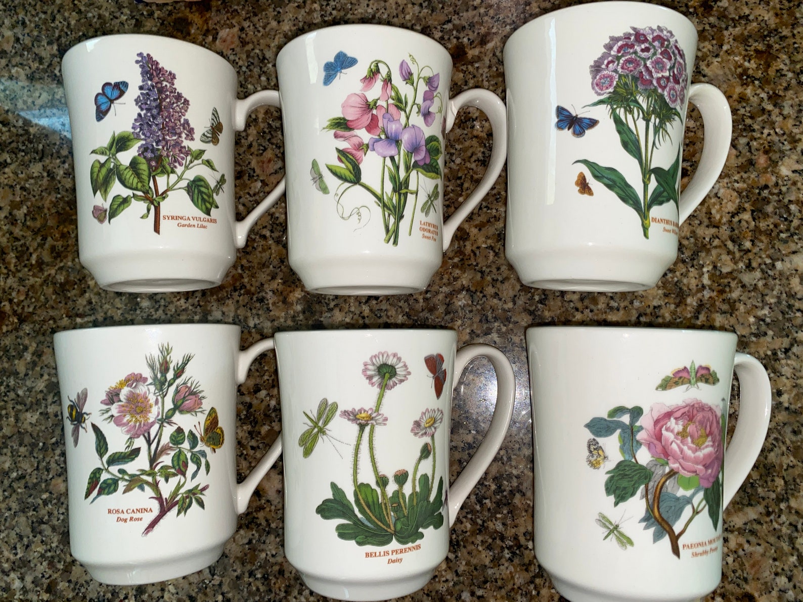 5 Portmeirion Botanic Garden 14 oz. Flared Tankard Mugs | Etsy