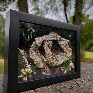 Snake Asshil Display Snake Shed Display - Etsy