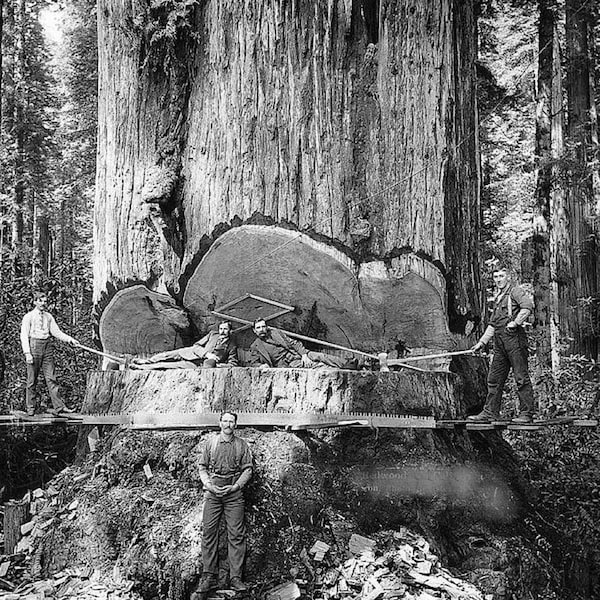 Redwood Sequoia Logging Photo Big Logs Giant Tree Cut California Loggers Vintage Picture Old Print 459C