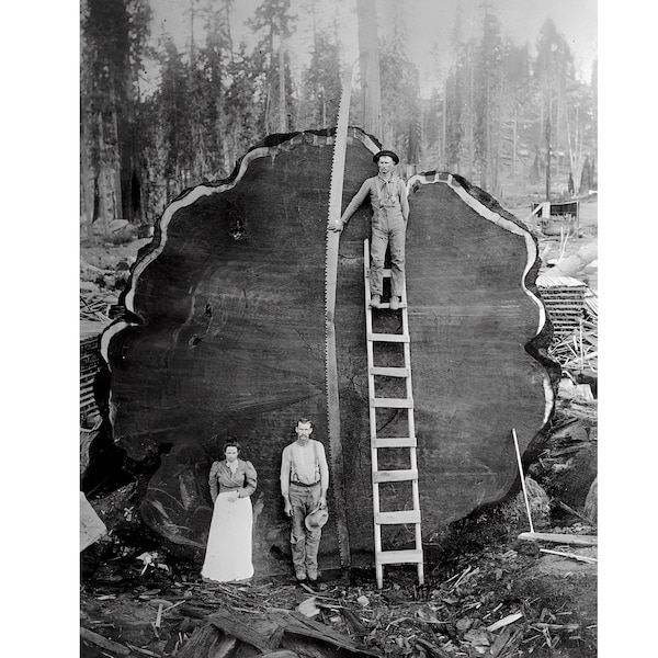 Logging Family With Cut Down 1300 Year Old Tree 1892 Photograph Loggers Picture Hard Times Depression Photo 120C