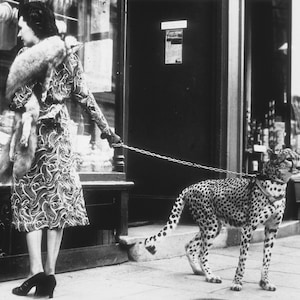 Leopard on a Leash Print, Cheetah Print Leopard Print Vintage Animal Photo Vintage Style Black and White Photo Art Old Print Photograph 9731