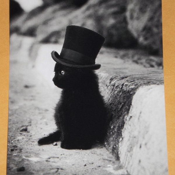 Pussy Cat Black Cat Cute Kitten Cat In A Hat Weird Vintage Photo Freaky Odd Strange Weird Vintage Print Crazy Animal Funny Old Photo 184