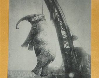 Circus Elephant Mary Hanged For Killing Assistant Trainer In 1916 Bizarre Old Photo Oddity Scary Photo Vintage Print Horror Photograph 222