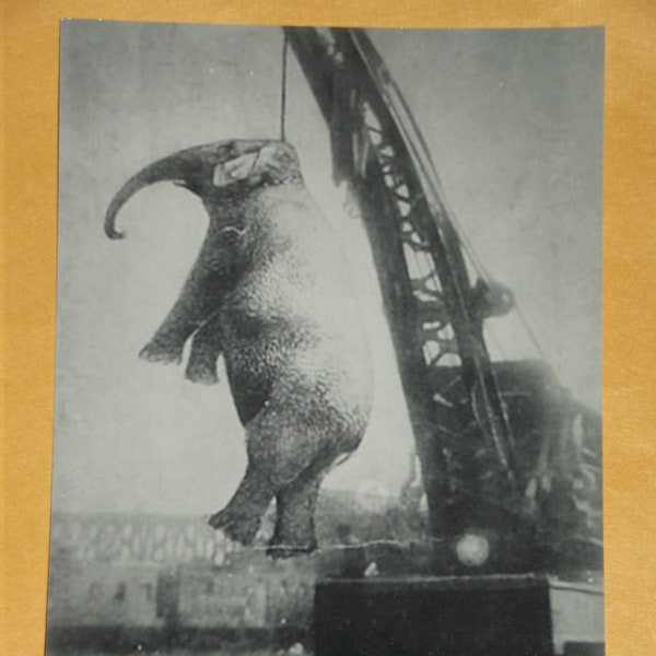 Circus Elephant Mary Hanged For Killing Assistant Trainer In 1916 Bizarre Old Photo Oddity Scary Photo Vintage Print Horror Photograph 222