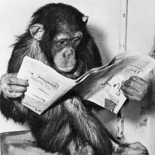 Funny Monkey Cute Chimp Reading Newspaper Animal Humor Vintage - Etsy