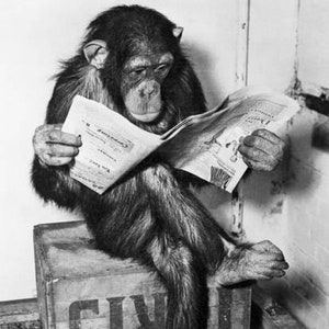 Funny Monkey Cute Chimp Reading Newspaper Animal Humor Vintage Photo Pet Art Work Black and White Picture Print Photography Photograph 9675