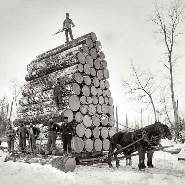 Logging Photo Horse Skidding In Northern Wisconsin 1900 Loggers Vintage Picture Old Print 455C