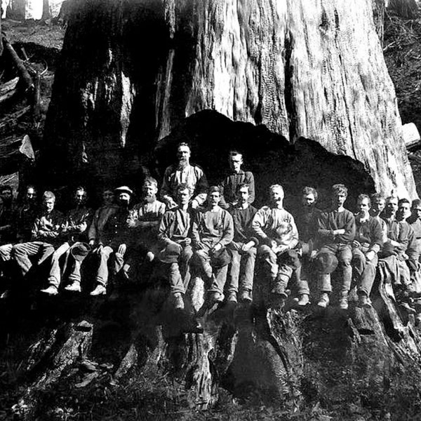 Vintage Redwood Sequoia Logging Photo Big Logs Lumber Jacks 1884 California 463C