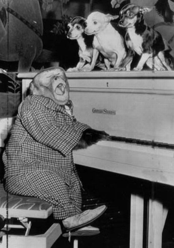 Funny Monkey Dog Puppy Playing Piano Animal Humor Vintage - Etsy UK Funny Monkey Dog Puppy Playing Piano Animal Humor Vintage - Etsy UK