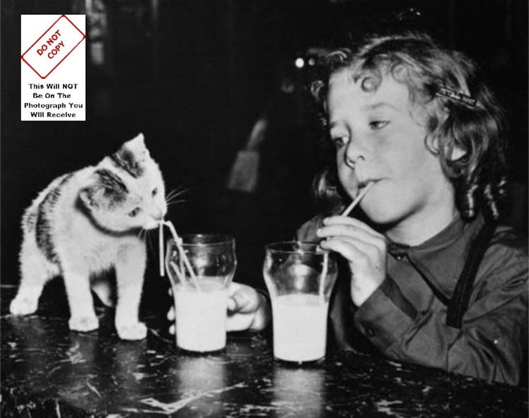 Little Girl Drinking Milk With Kitten Vintage Photo Funny Cat Animal Lover  Print Weird Decor Old Antique Gift Cool Art Unique Poster 9737 - Etsy