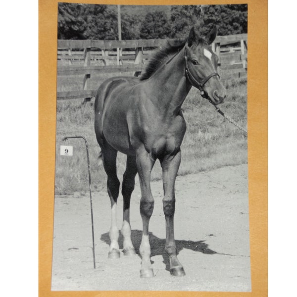 Secretariat Baby Horse Photo Big Red American Triple Crown Winner Horses Kentucky Derby Black and White Photograph Print Poster Gift 317