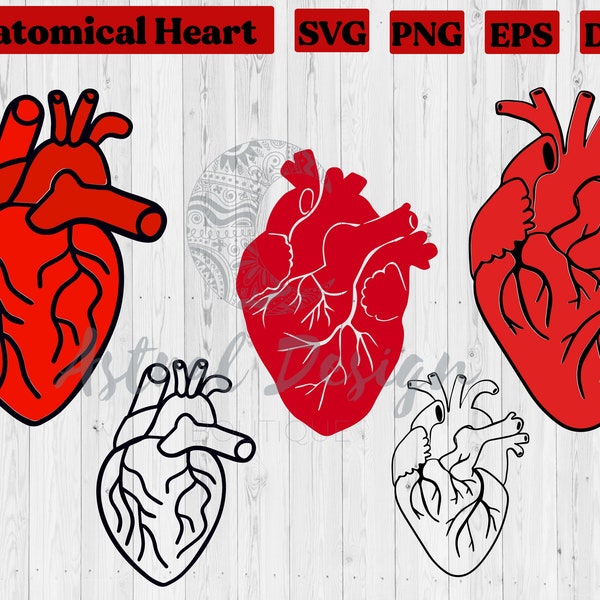 Anatomical Heart SVG Cut Files for Cricut Silhouette, Body Parts, Anatomy Clipart, Vector Images
