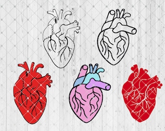 Download Human Heart Svg Etsy
