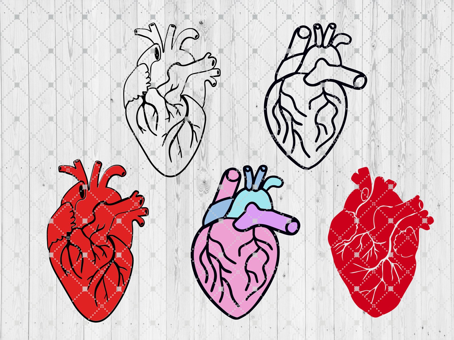 Realistic Heart Outline Svg Bundle Cut File Anatomical Heart Svg