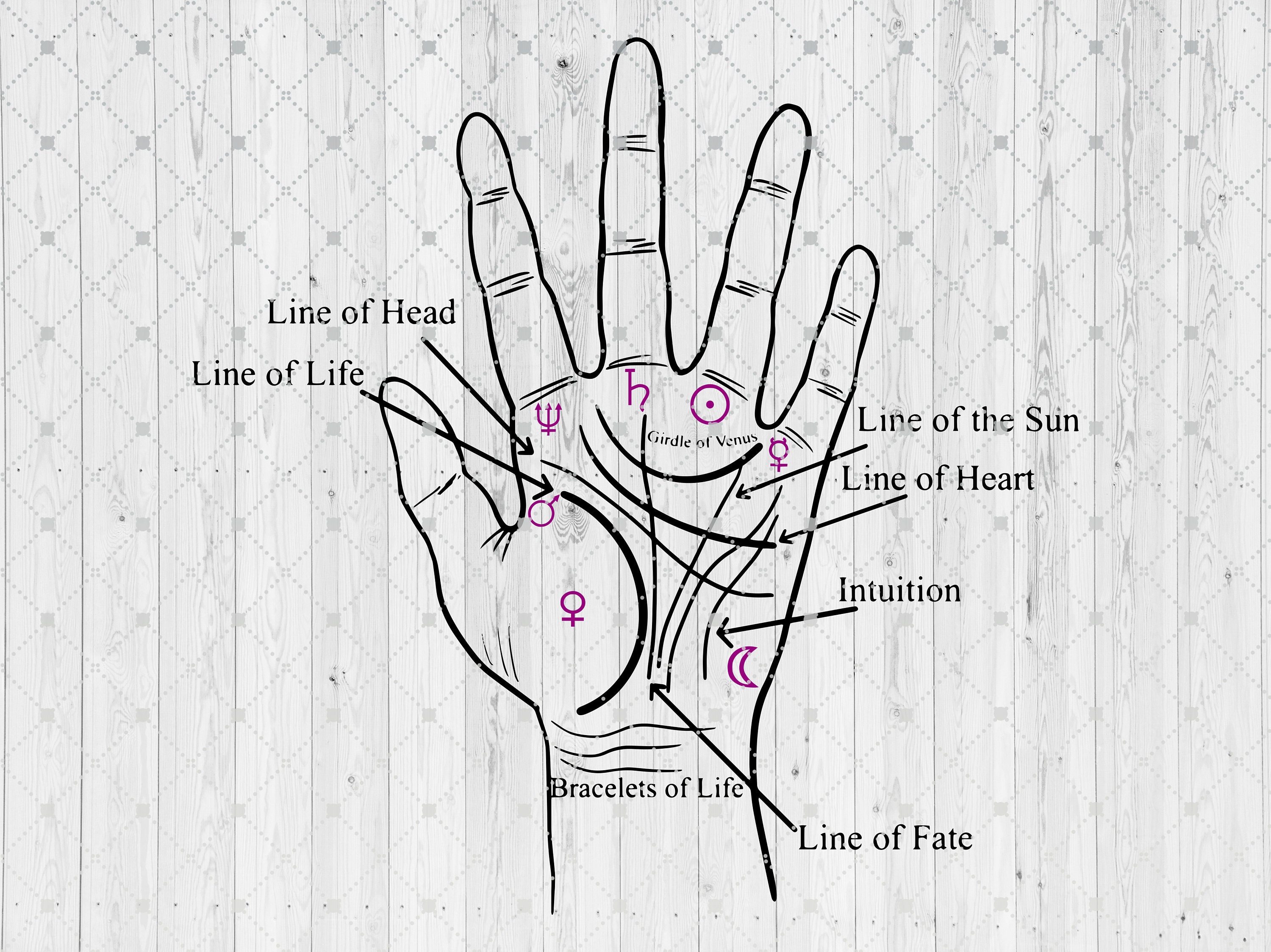 Discover the Mysteries of Chain Lines in Palmistry | TikTok