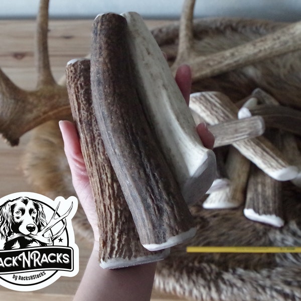 X-Large Antler Chew |  Whole Elk Antler Dog Chews | Made from Rocky Mountain Bull Elk Sheds