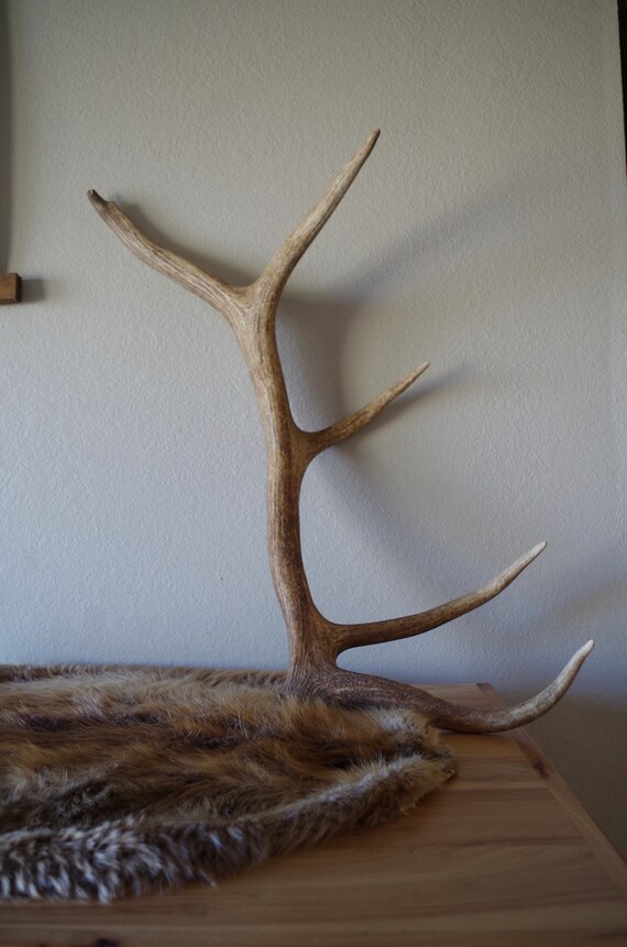 Elk Antler Brown Five point Naturally Shed off Elk Antler