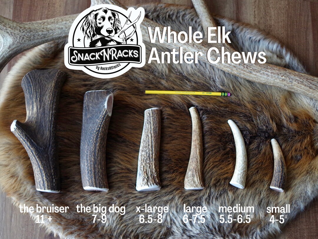 Big dog antler chews 2025