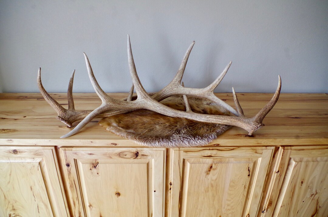 Trophy Elk Antlers / Matched Set of Elk Antler Sheds / Decorative