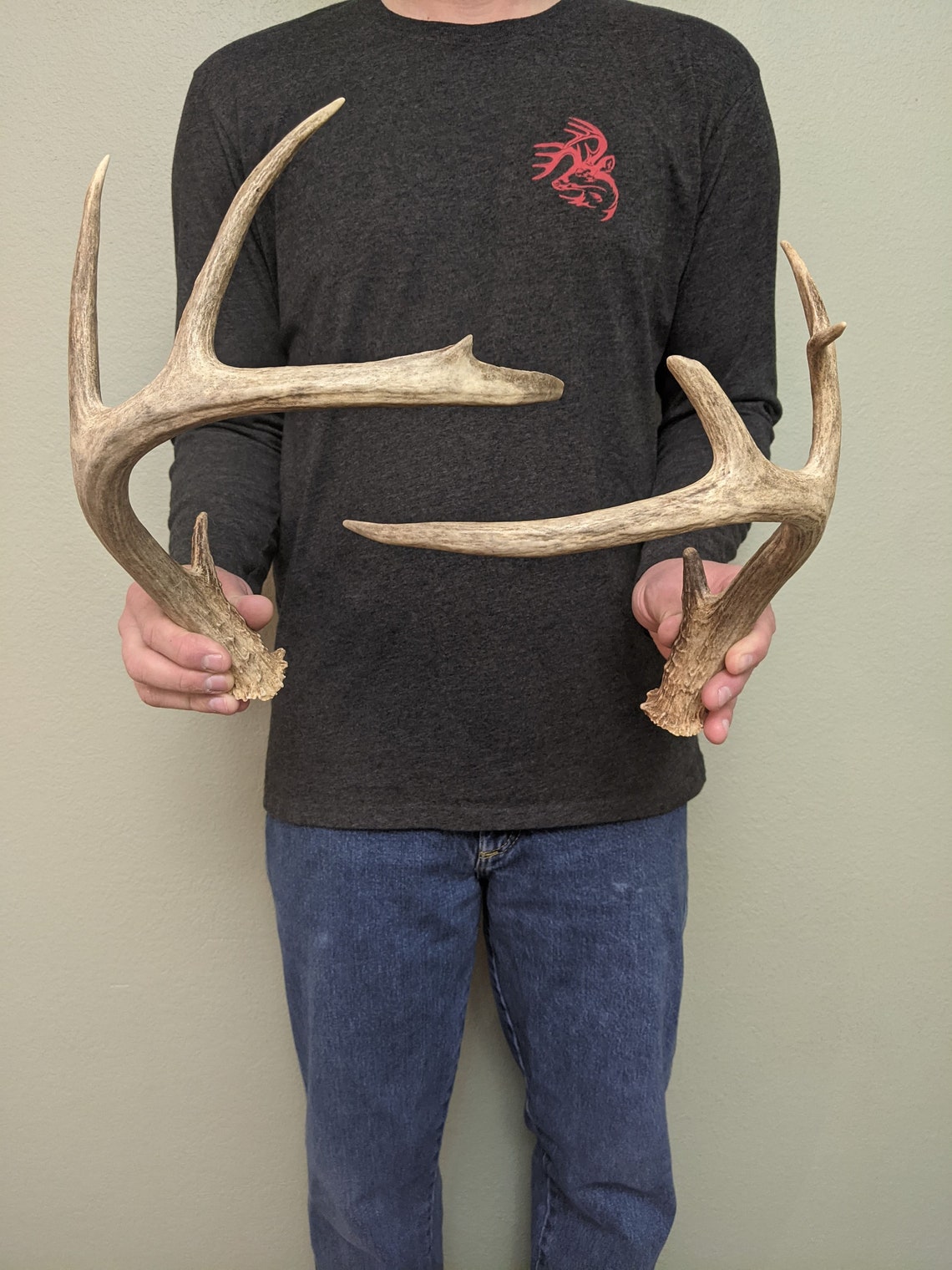 Deer Antler Set Naturally Shed Off Brown Antler Pair 4x4 Etsy