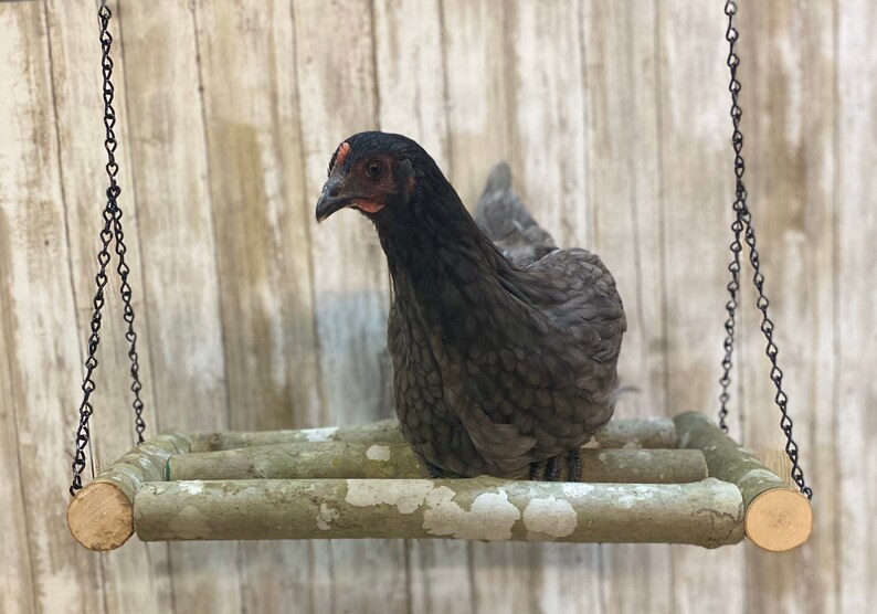 Extra breite Hühnerschaukel Hühner Bauernhof Huhn | Etsy