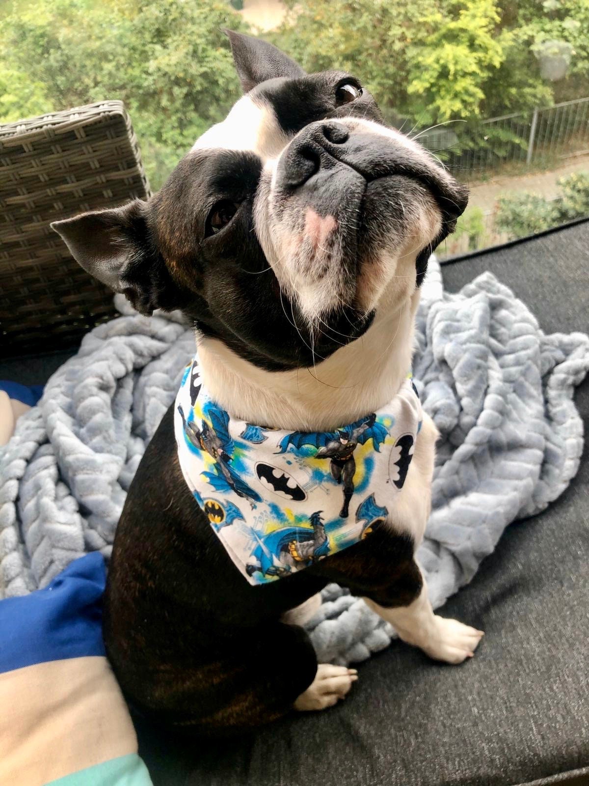 Dog bandana etsy online