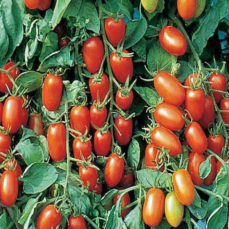 20 Natural Sweet Cherubs Tomato Seeds Non GMO Etsy