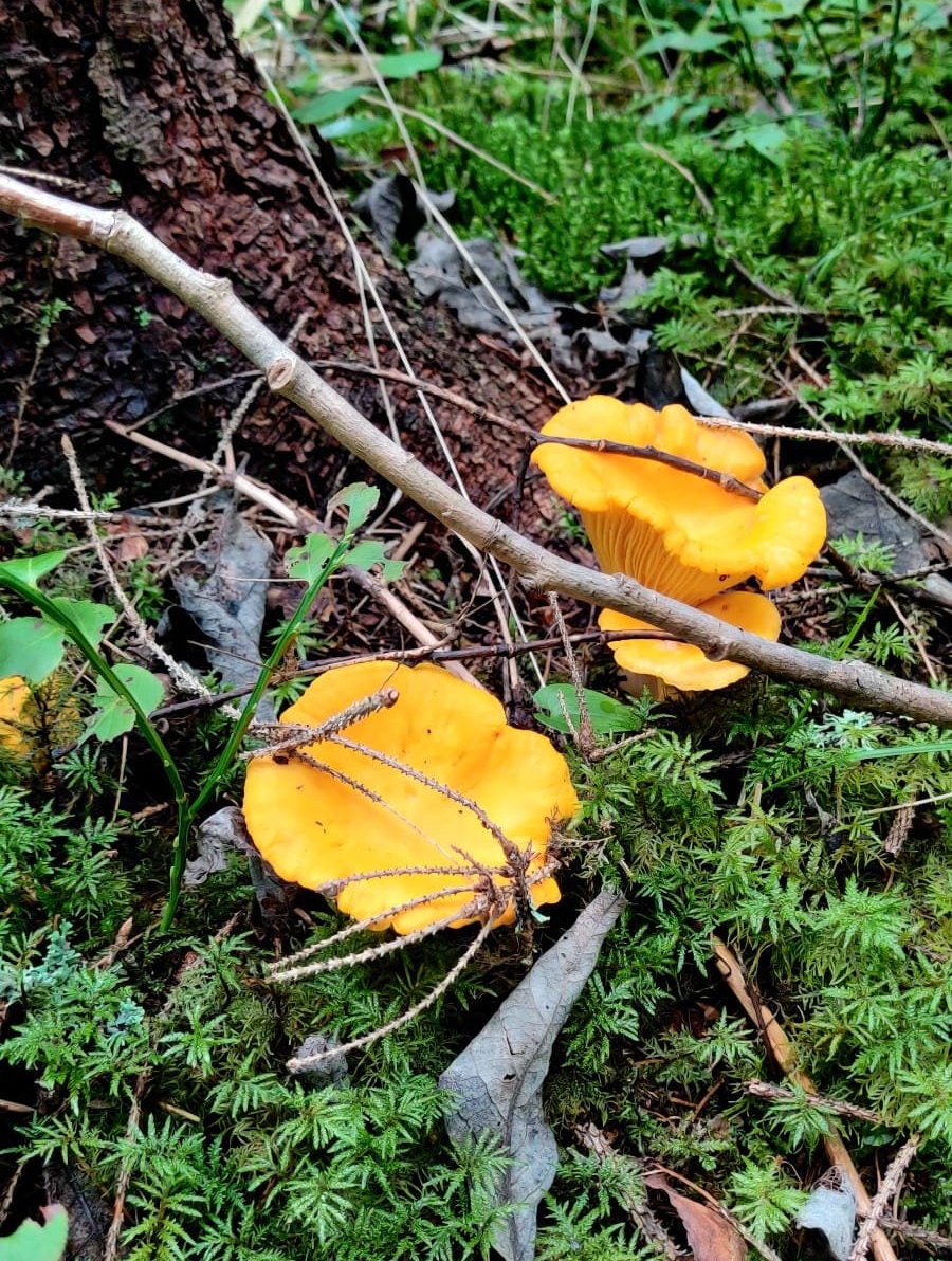 Dried Wild Chanterelles, Wild Chanterelles, Gently Dried, Handcollected, 1x 20g or 1x Set of 2x